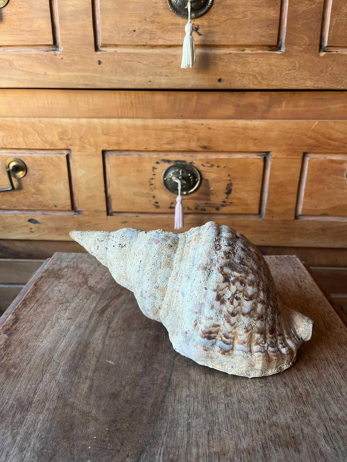 Triton Charonia Shell, Gastropod, 26 cm