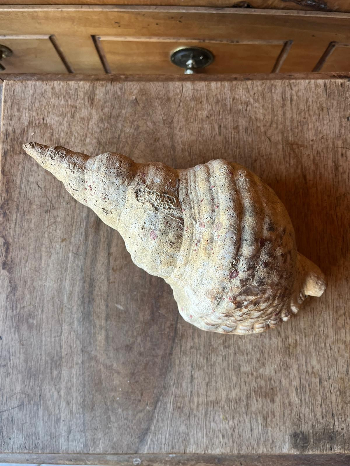 Triton Charonia Shell, Gastropod, 26 cm