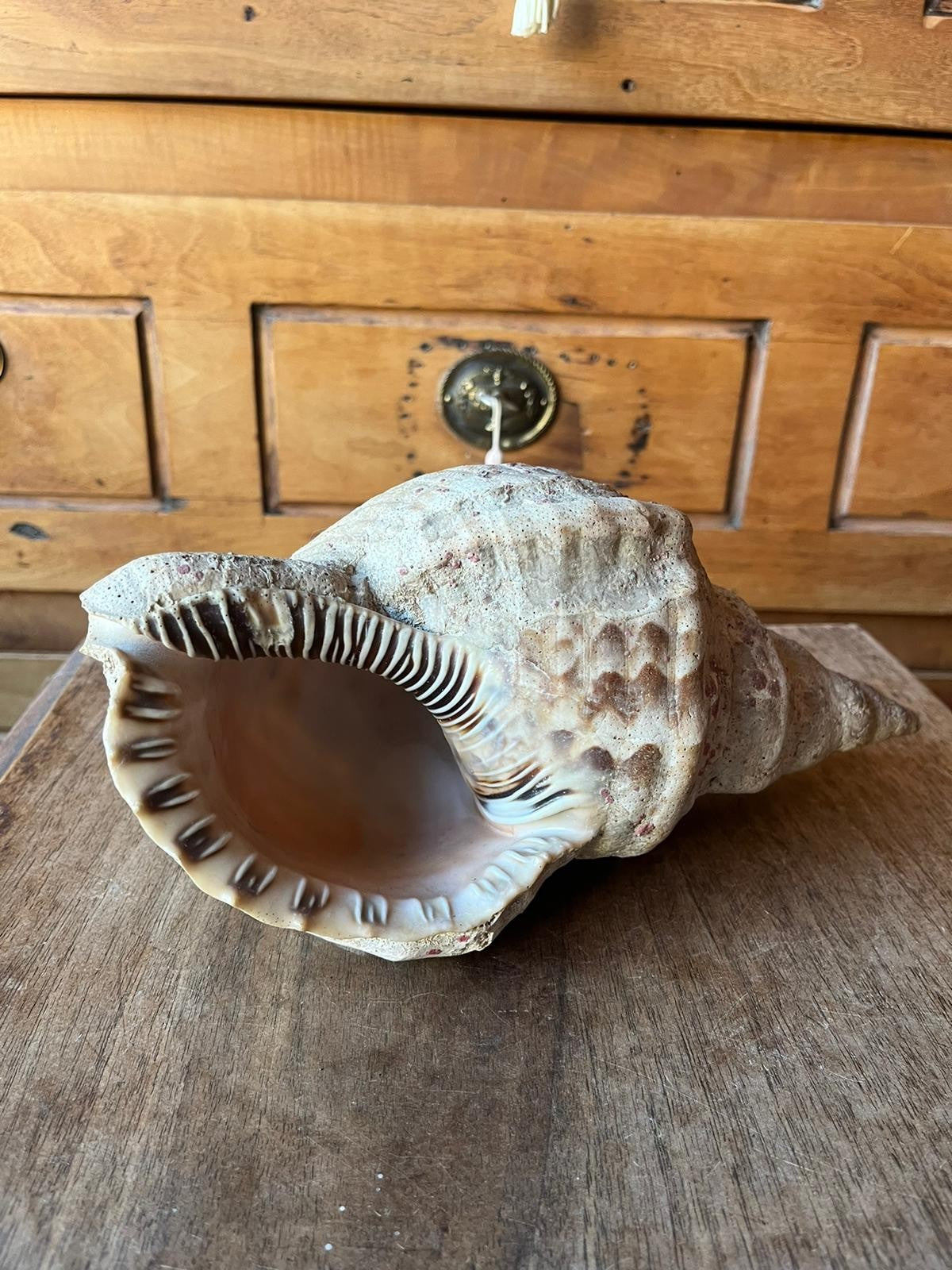 Triton Charonia Shell, Gastropod, 26 cm