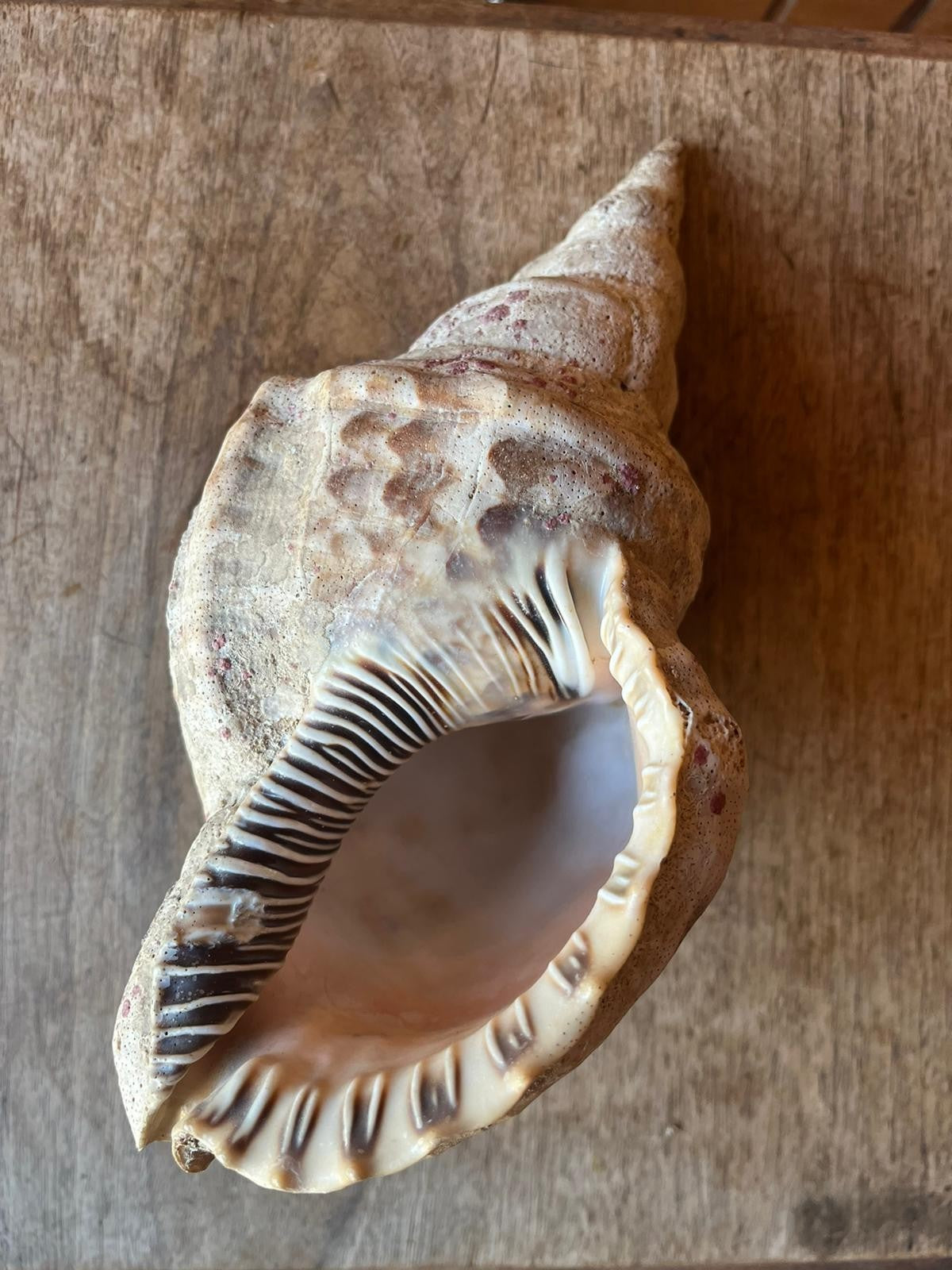 Triton Charonia Shell, Gastropod, 26 cm