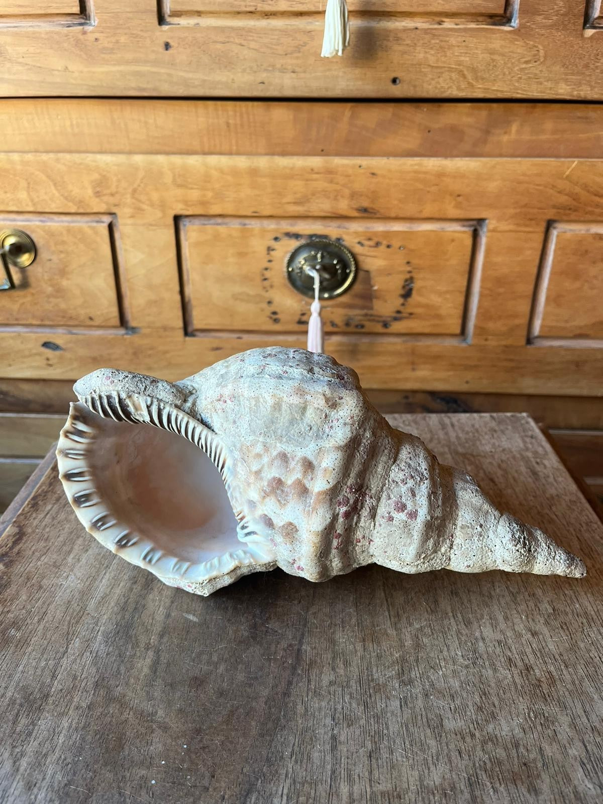 Triton Charonia Shell, Gastropod, 26 cm
