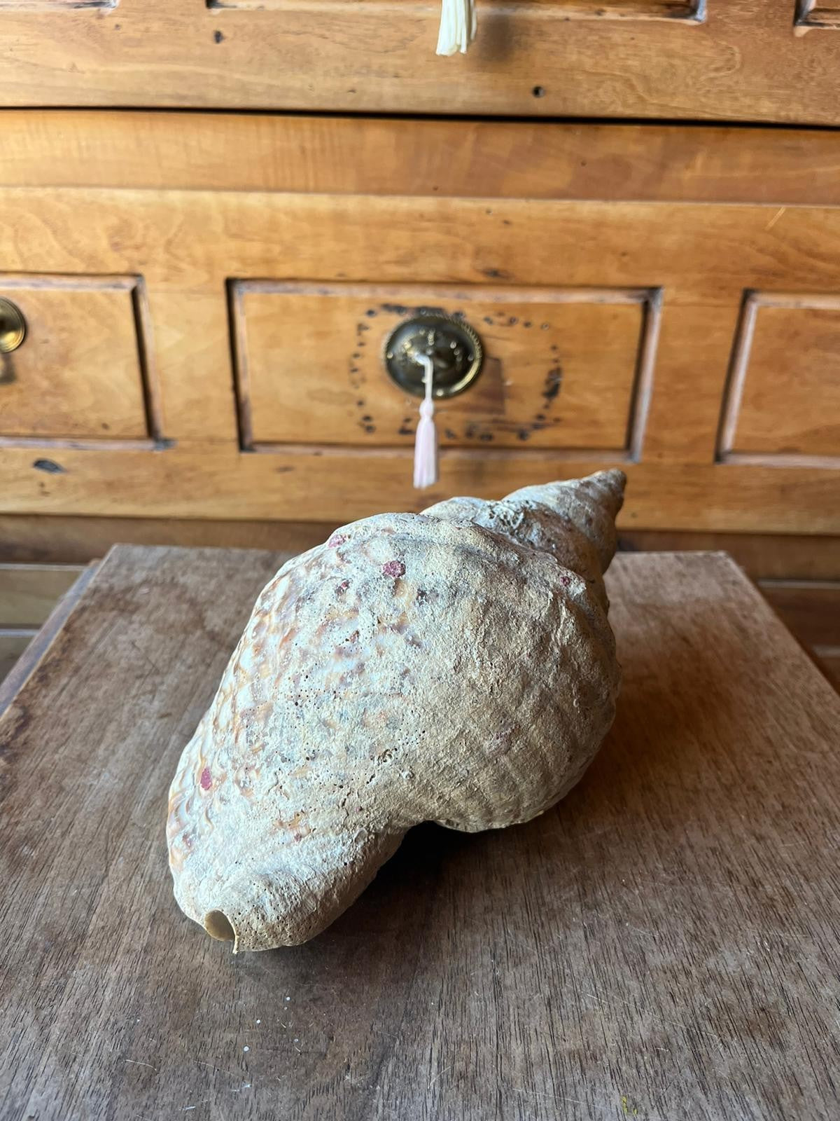 Triton Charonia Shell, Gastropod, 26 cm